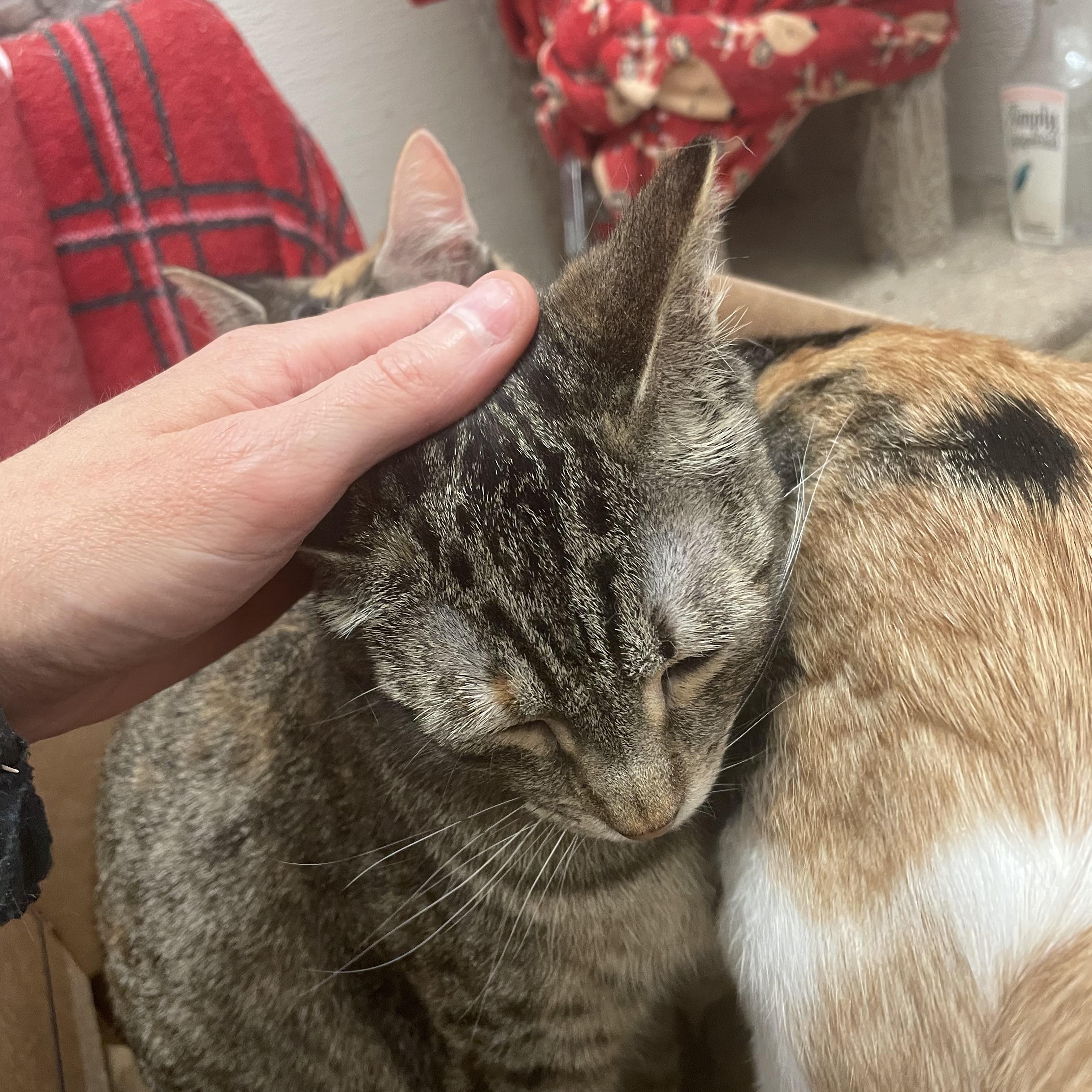 Enlarge Traverse, a Adoptable mixed breed in Stanwood, WA image 4/5