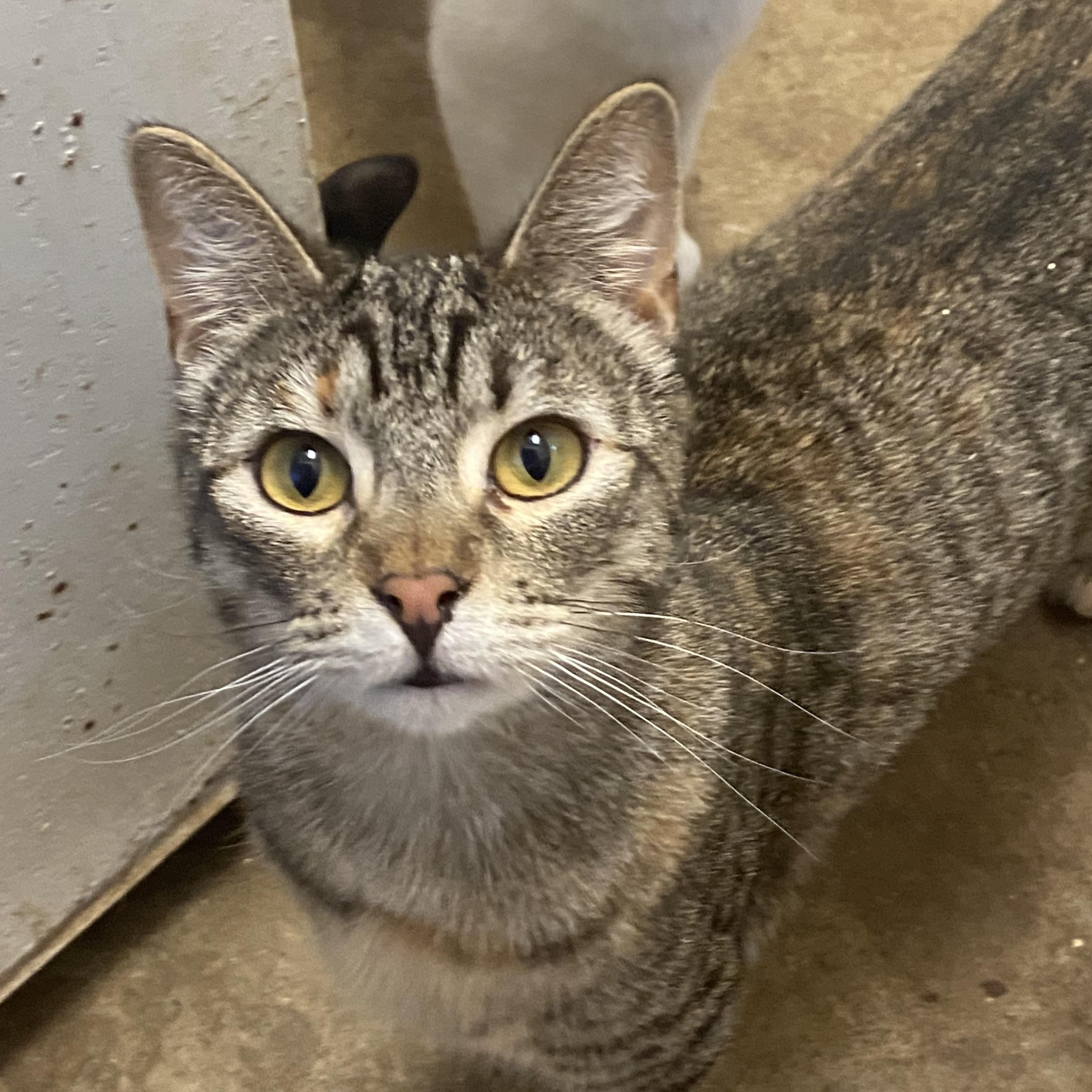 Traverse, Adoptable, Young Female Tabby.