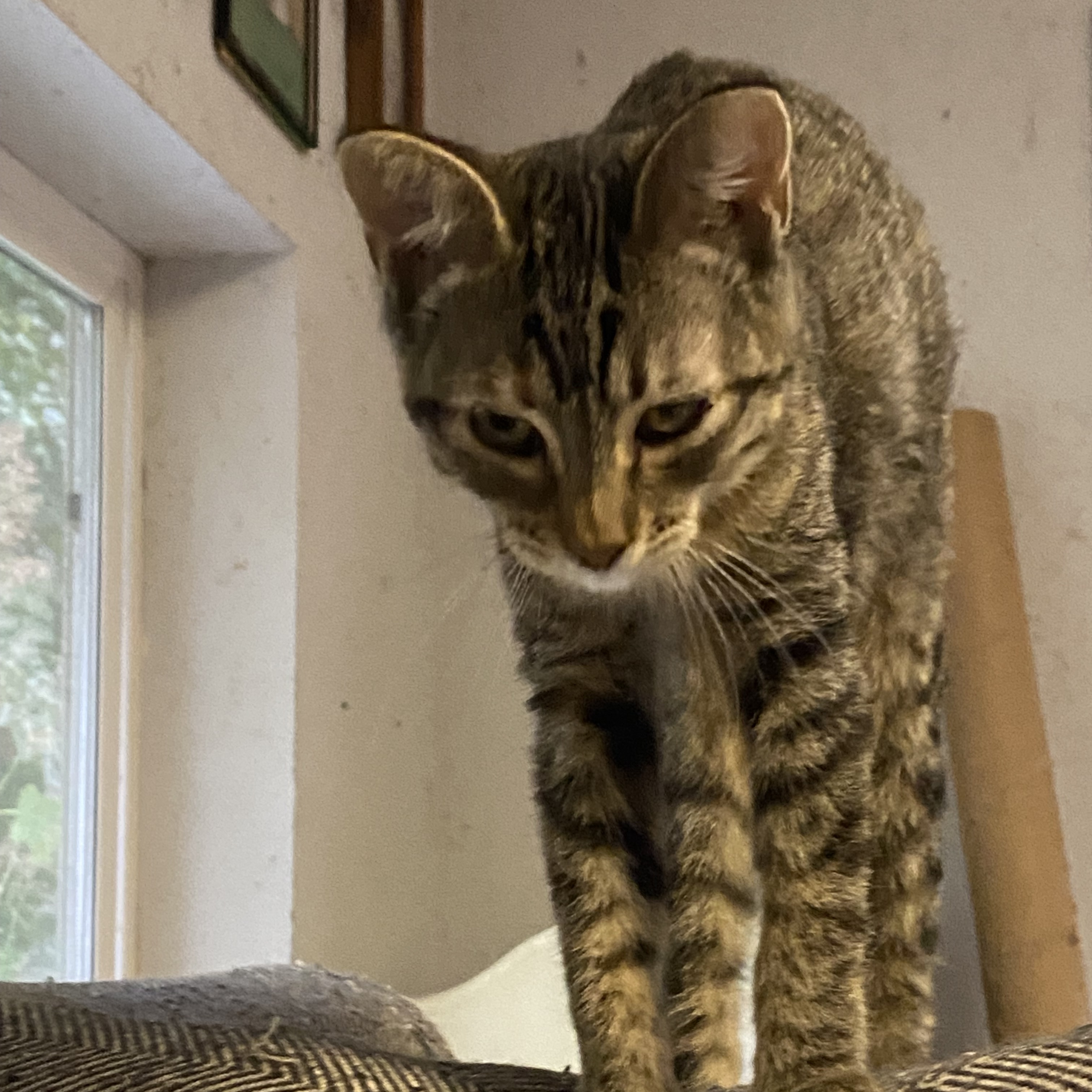 Enlarge Traverse, a Adoptable mixed breed in Stanwood, WA image 5/5