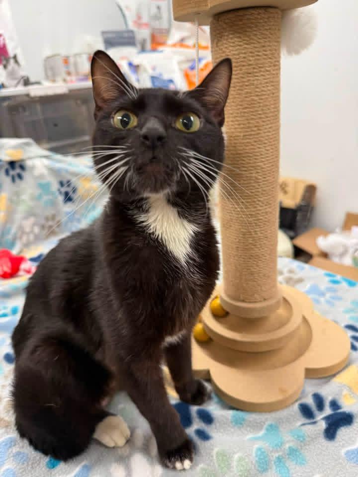 Mercy, a ADOPTABLE Domestic Short Hair in Howes Cave, NY image 2/2