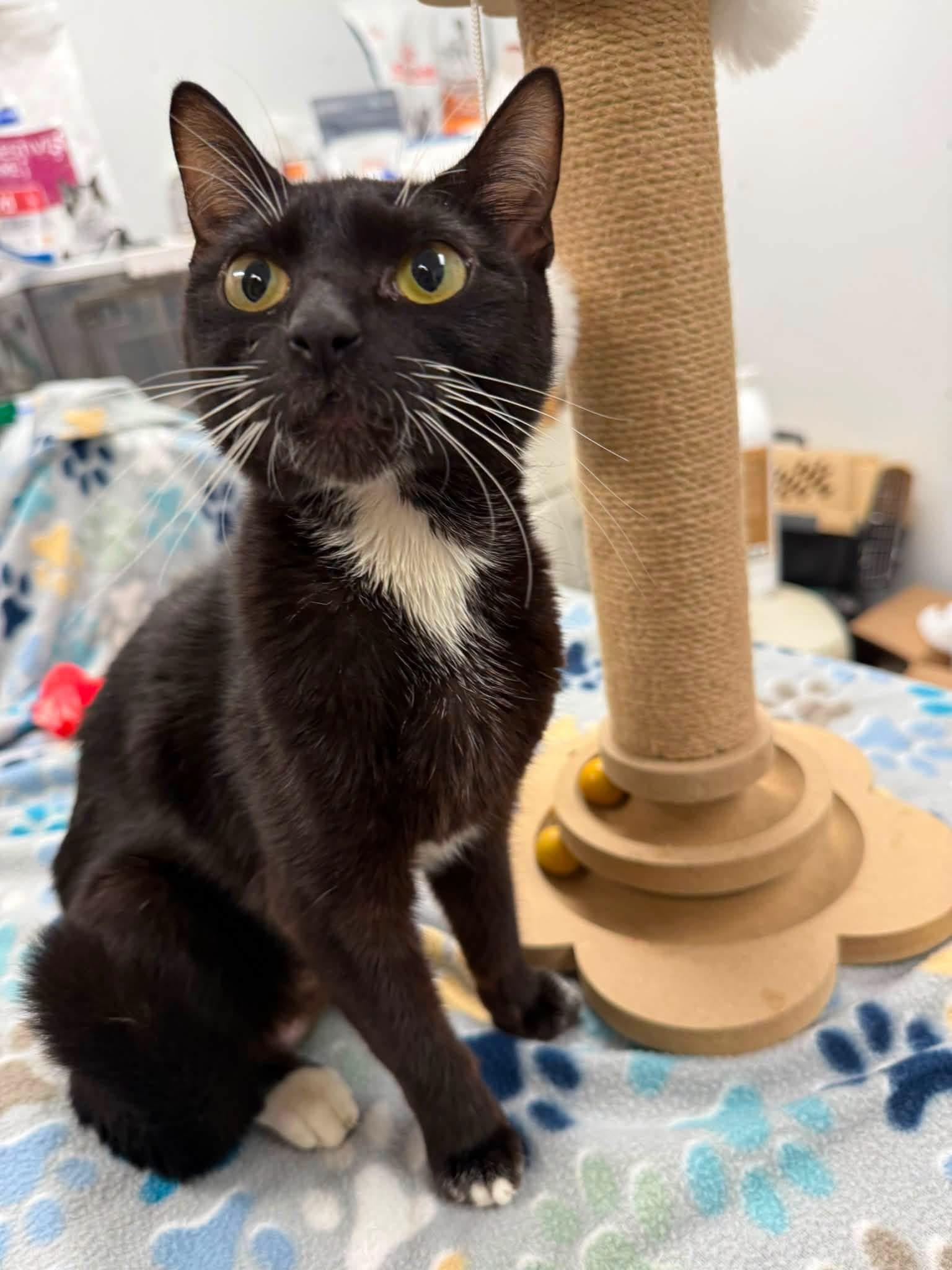 Mercy, a ADOPTABLE Domestic Short Hair in Howes Cave, NY image 1/2