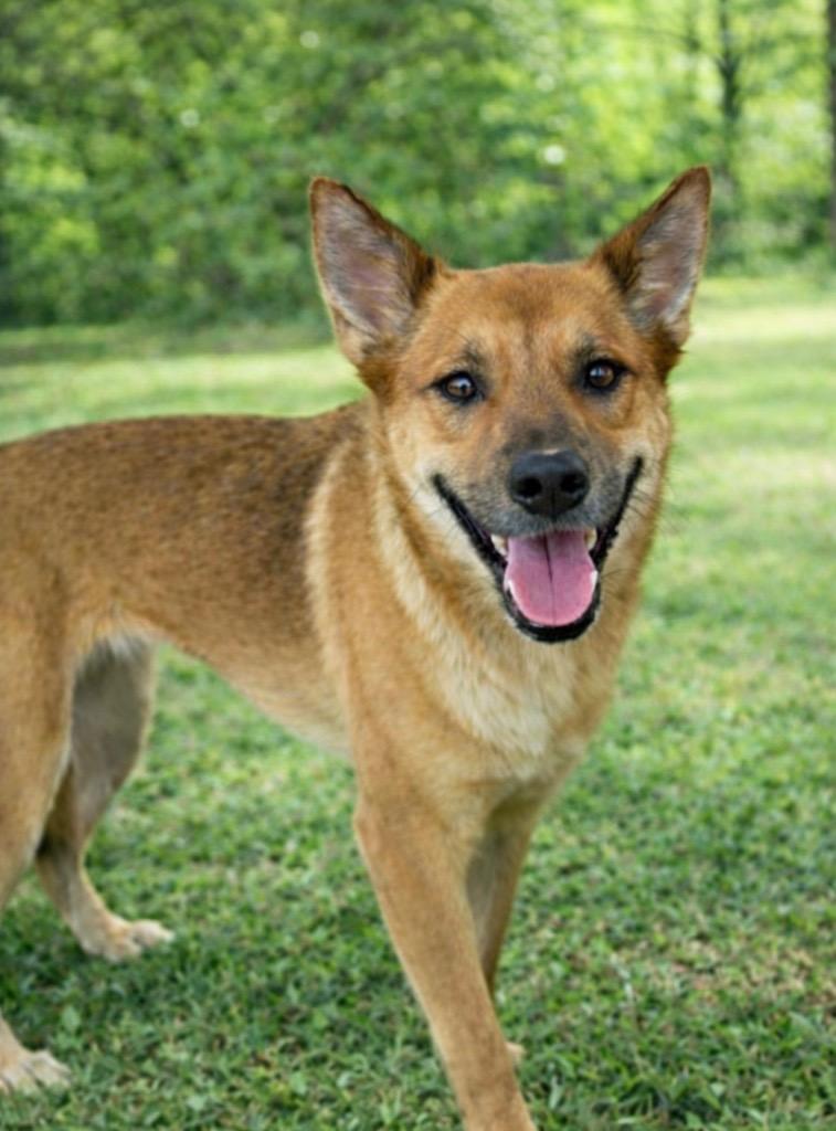 Ruby, Adoptable, Young Female Shepherd.
