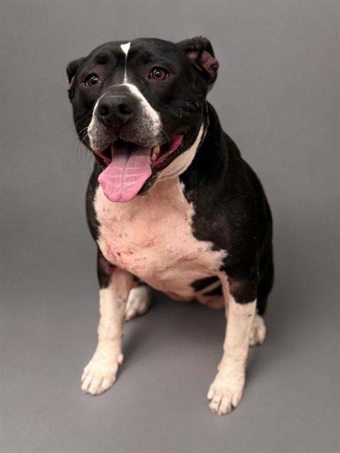 CAIRA, Adoptable, Adult Female Pit Bull Terrier.