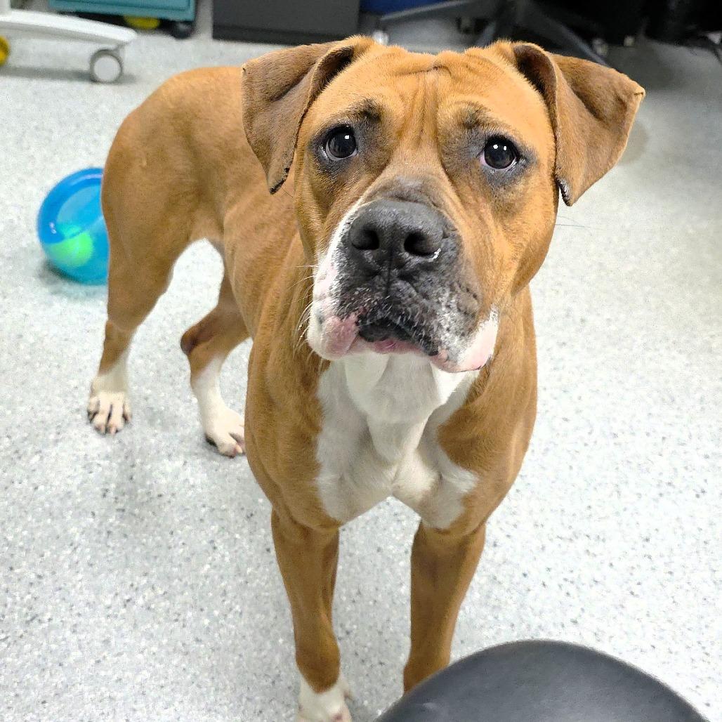 Amor, Adoptable, Adult Female Boxer.