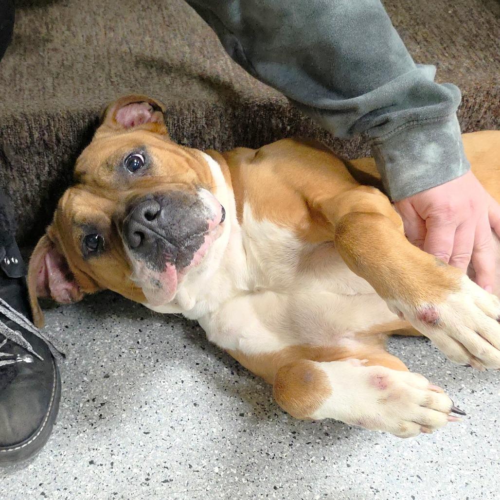 Enlarge Amor, a Adoptable Boxer in Michigan City, IN image 2/6