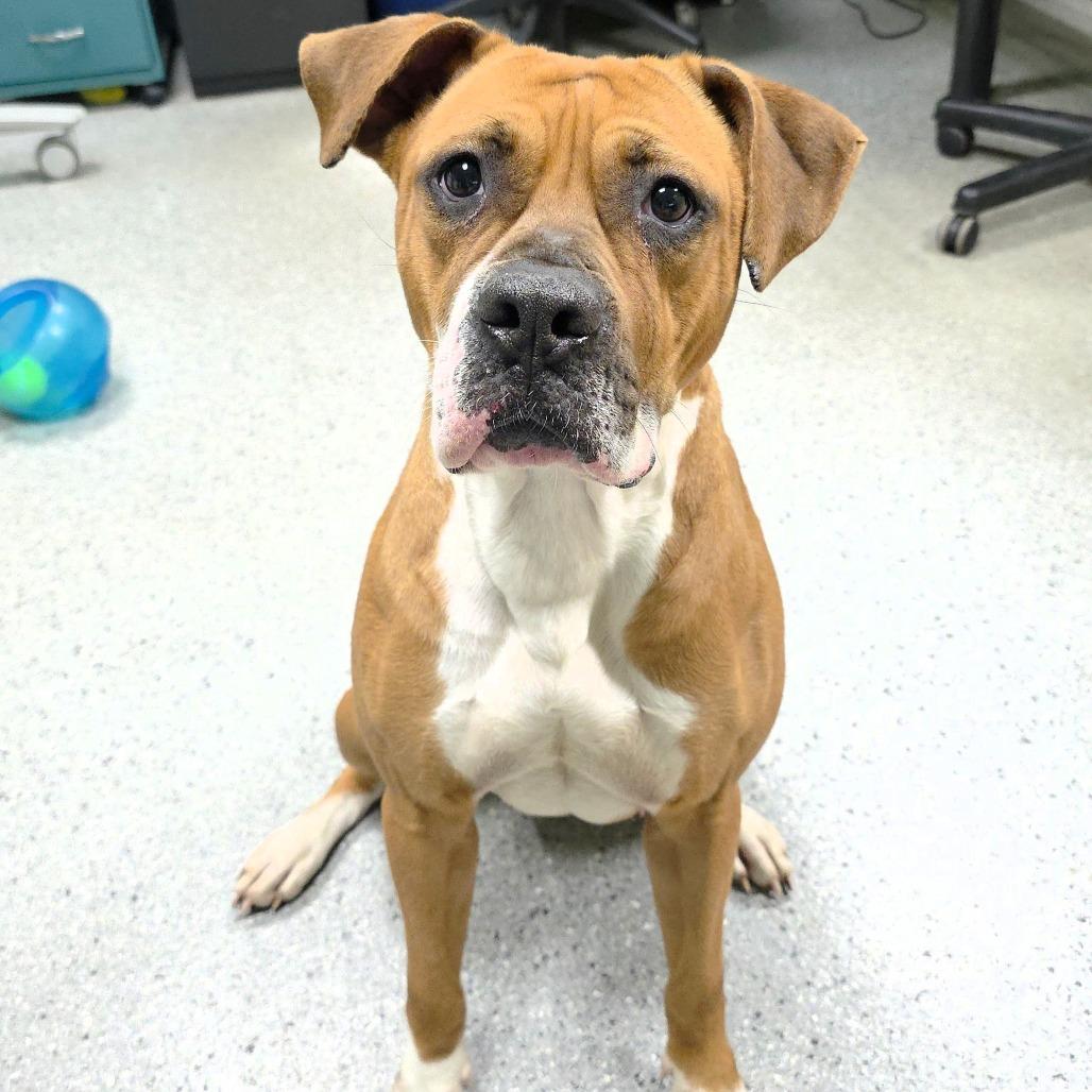 Enlarge Amor, a Adoptable Boxer in Michigan City, IN image 3/6