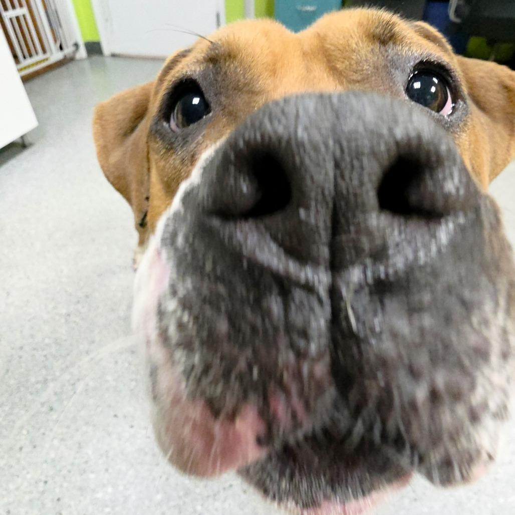 Enlarge Amor, a Adoptable Boxer in Michigan City, IN image 4/6