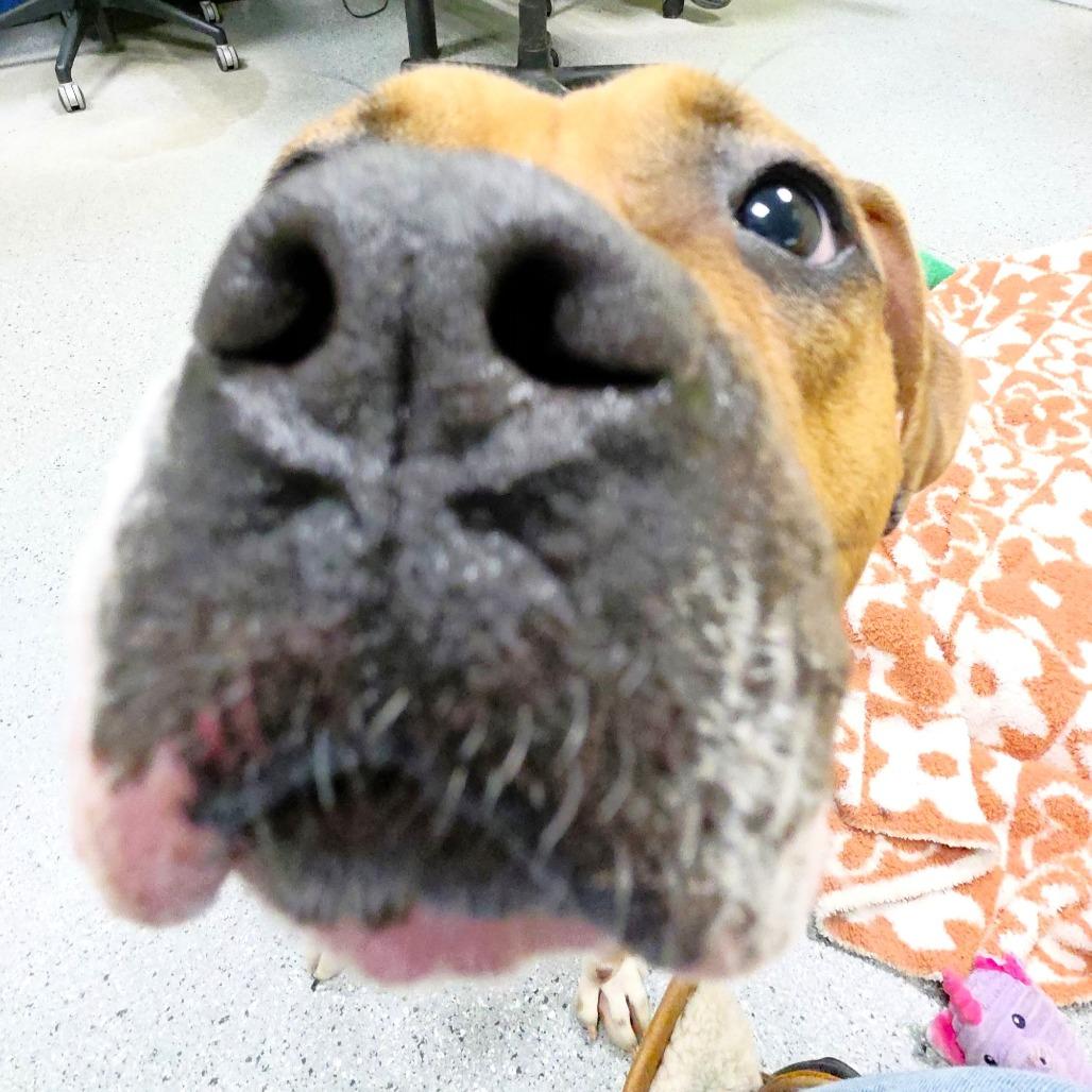 Enlarge Amor, a Adoptable Boxer in Michigan City, IN image 5/6