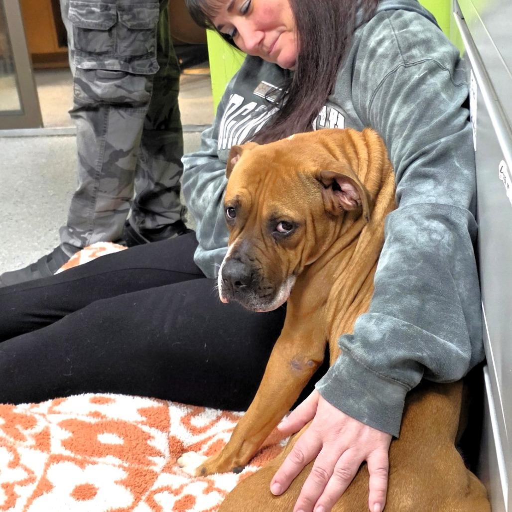 Enlarge Amor, a Adoptable Boxer in Michigan City, IN image 6/6