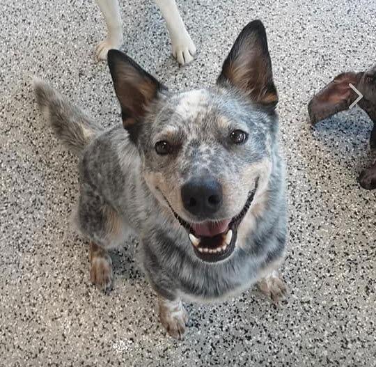 Bear, a Adoptable Australian Cattle Dog / Blue Heeler in Cedar Rapids, IA image 2/3