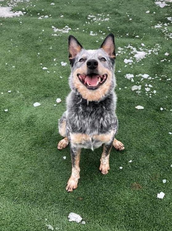 Bear, a Adoptable Australian Cattle Dog / Blue Heeler in Cedar Rapids, IA image 3/3