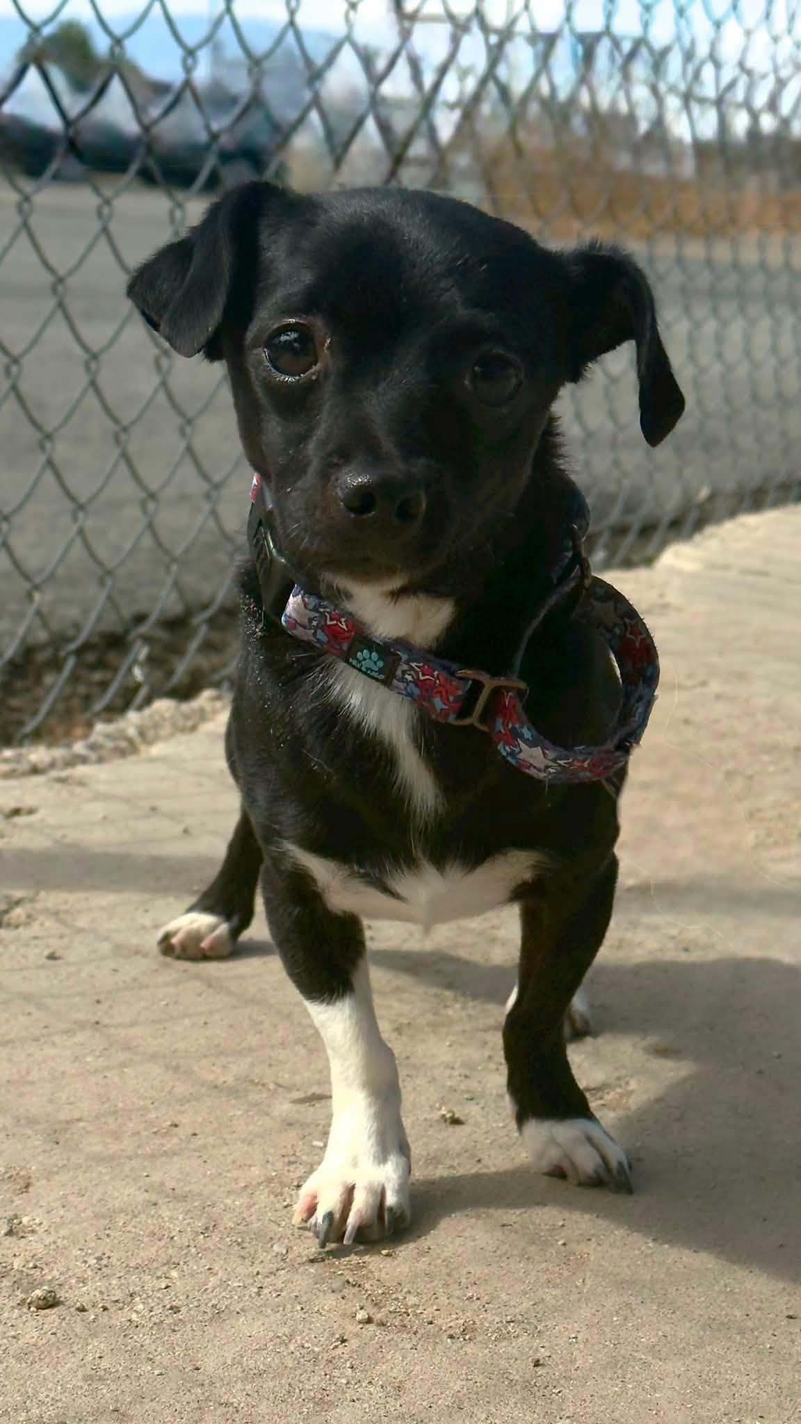 Enlarge Jr, a ADOPTABLE mixed breed in Gardnerville, NV image 1/1