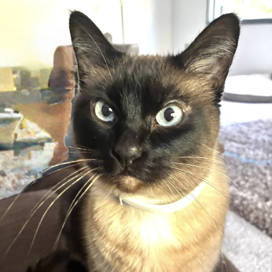 LUNA, Adoptable, Adult Female Siamese.