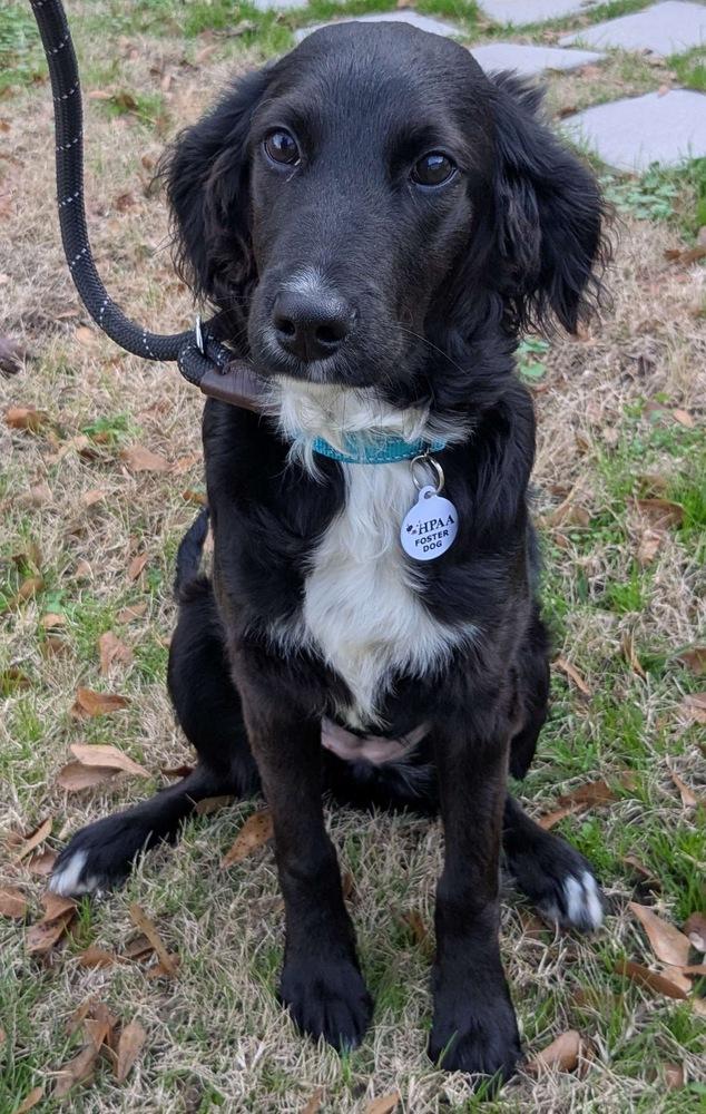 Addie Greystar, Adoptable, Puppy Female Spaniel.