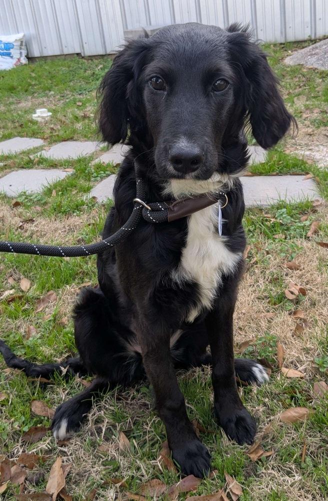 Enlarge Addie Greystar, a Adoptable mixed breed in Boston, MA image 2/6