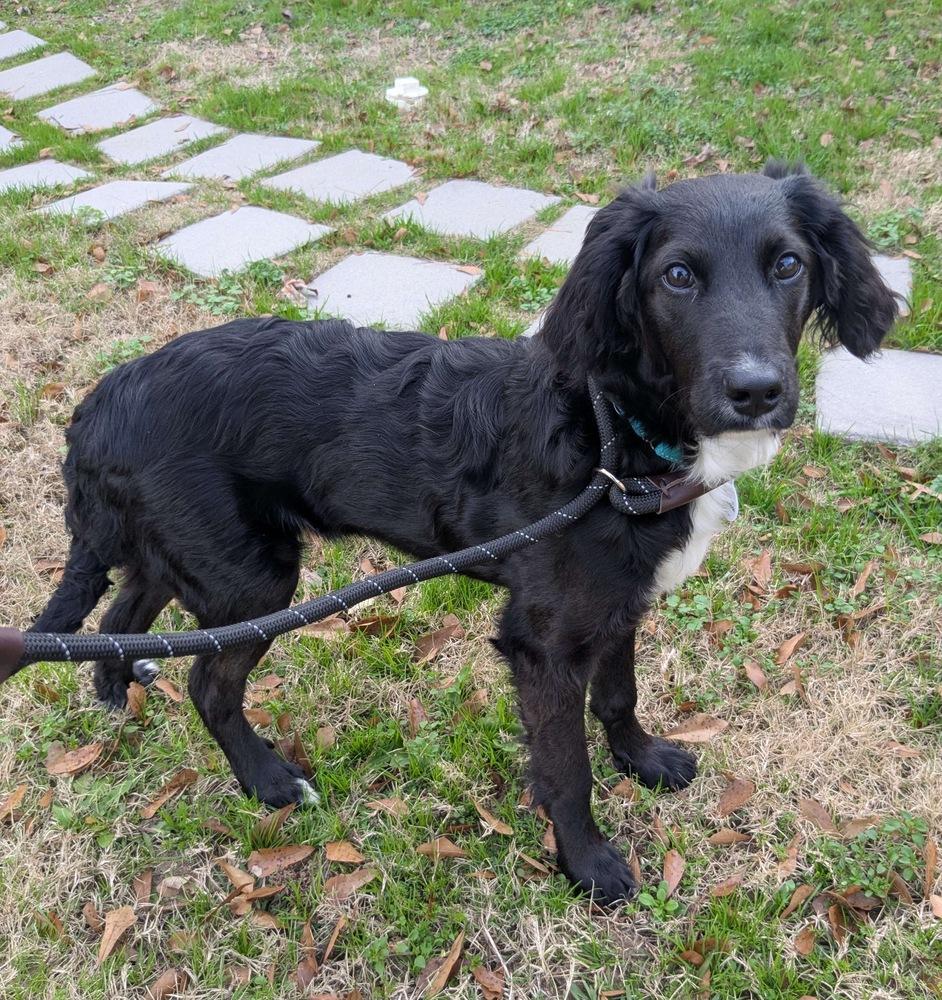 Enlarge Addie Greystar, a Adoptable mixed breed in Boston, MA image 3/6