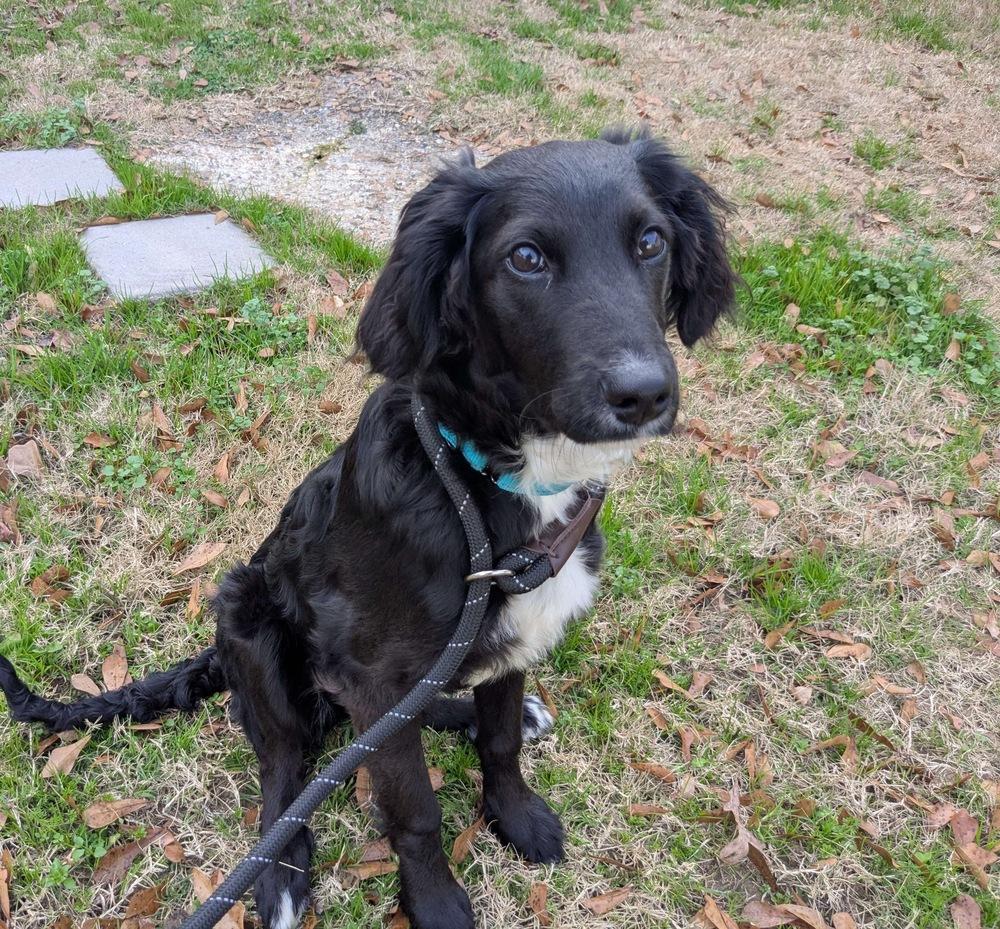 Enlarge Addie Greystar, a Adoptable mixed breed in Boston, MA image 5/6