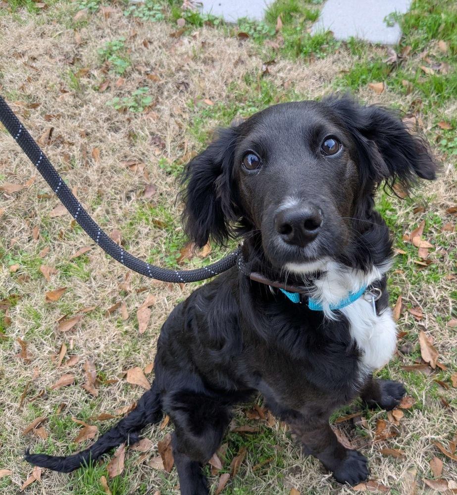 Enlarge Addie Greystar, a Adoptable mixed breed in Boston, MA image 6/6