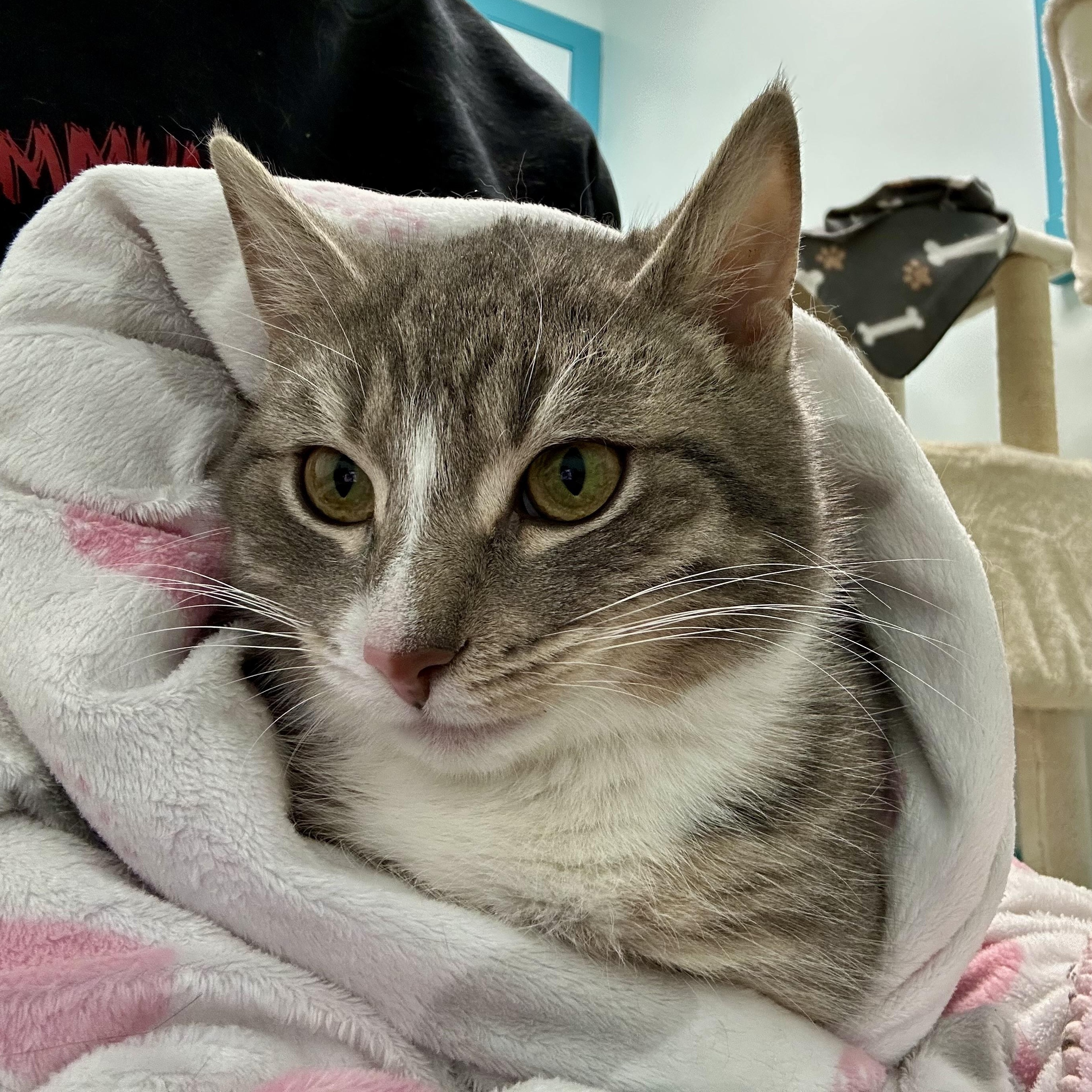 Burrito - ADOPTION PENDING!, Adoptable, Kitten Female Tabby.