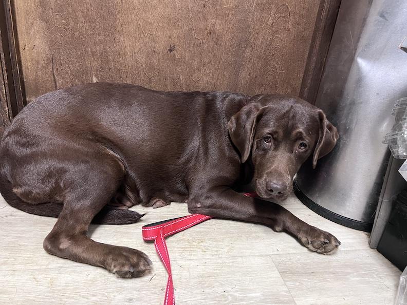 Enlarge Debbie-Not Accepting Applications Yet, a Adoptable Chocolate Labrador Retriever in Medina, OH image 3/4
