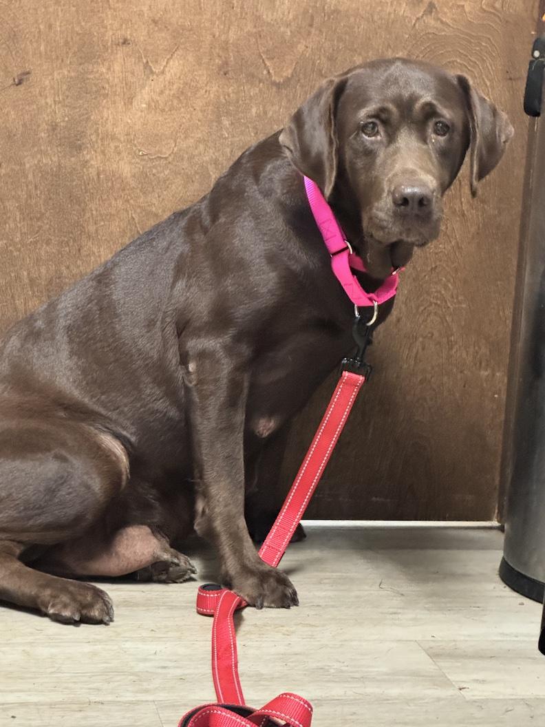 Debbie-Not Accepting Applications Yet, Adoptable, Adult Female Chocolate Labrador Retriever.