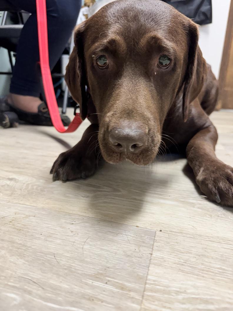 Enlarge Debbie-Not Accepting Applications Yet, a Adoptable Chocolate Labrador Retriever in Medina, OH image 4/4