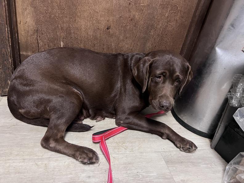 Enlarge Debbie-Not Accepting Applications Yet, a Adoptable Chocolate Labrador Retriever in Medina, OH image 2/4