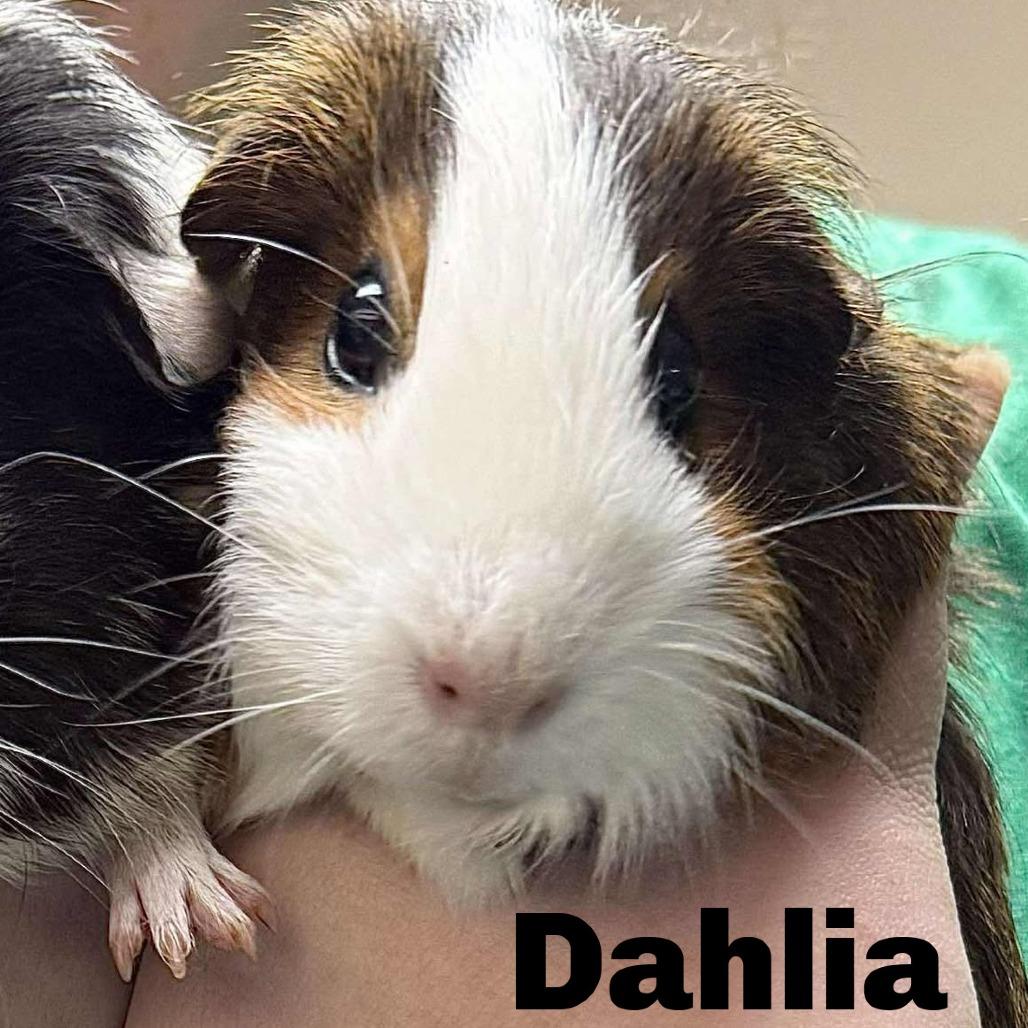 Dahila 251111, Adoptable, Adult Female Guinea Pig.