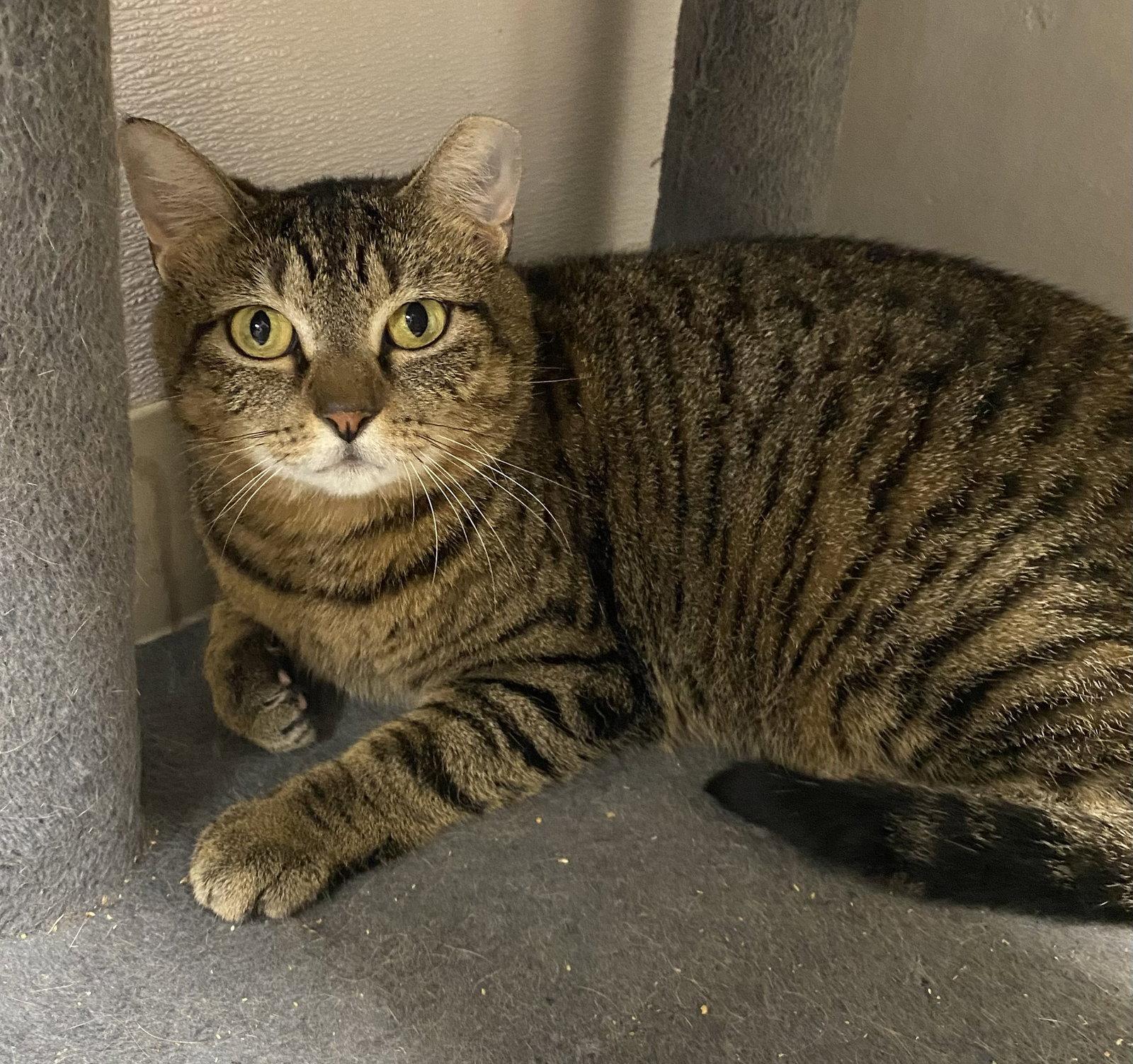 Enlarge Sughra, a Adoptable Domestic Short Hair in Satellite Beach, FL image 1/3