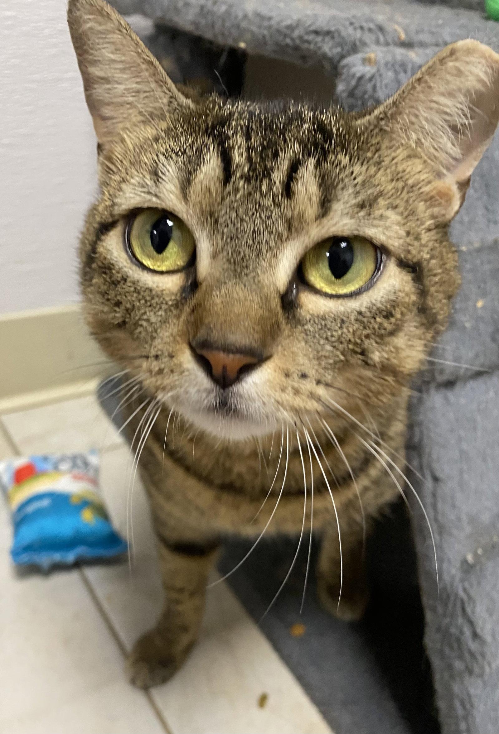 Enlarge Sughra, a Adoptable Domestic Short Hair in Satellite Beach, FL image 2/3