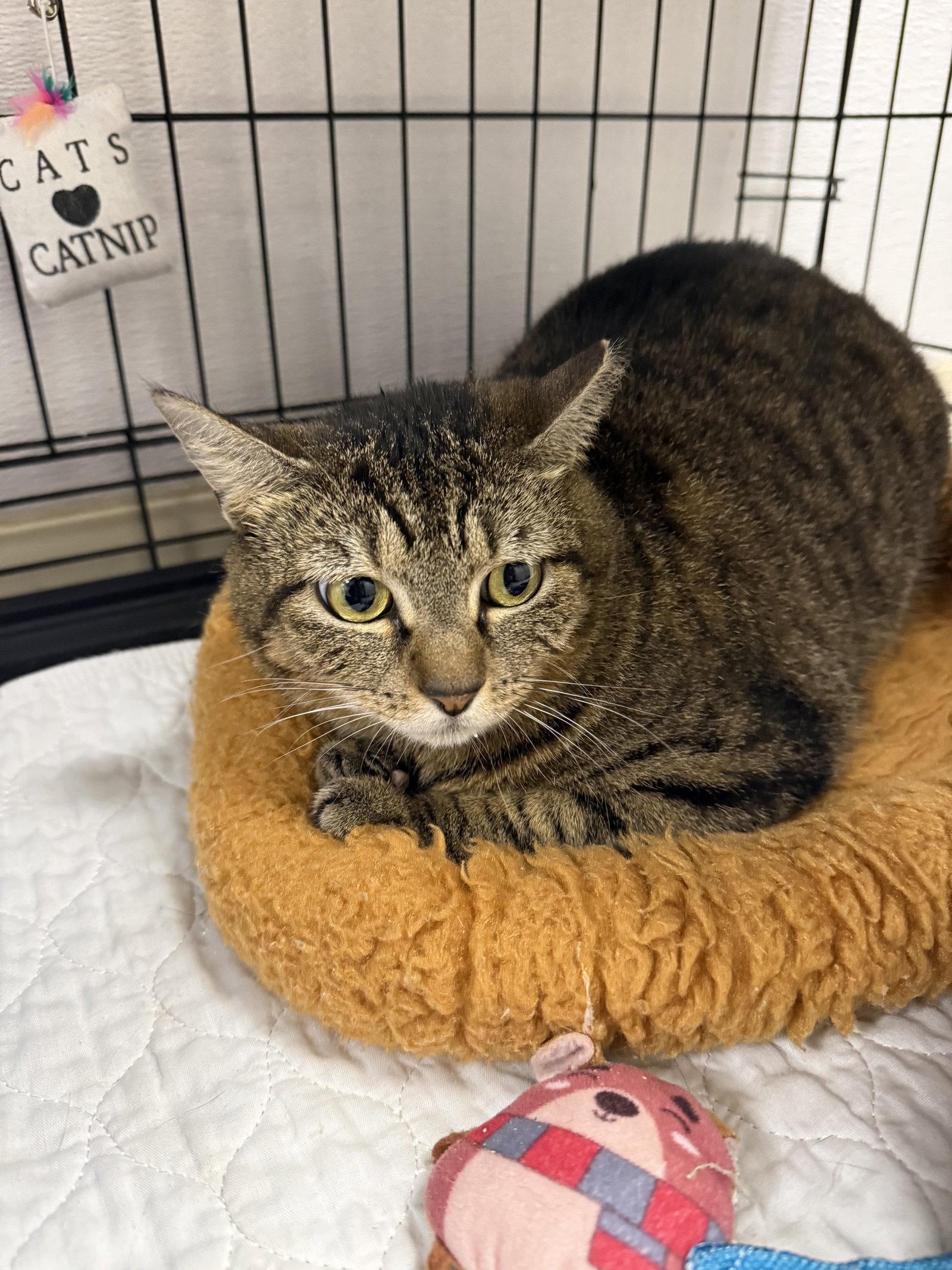 Enlarge Sughra, a Adoptable Domestic Short Hair in Satellite Beach, FL image 3/3