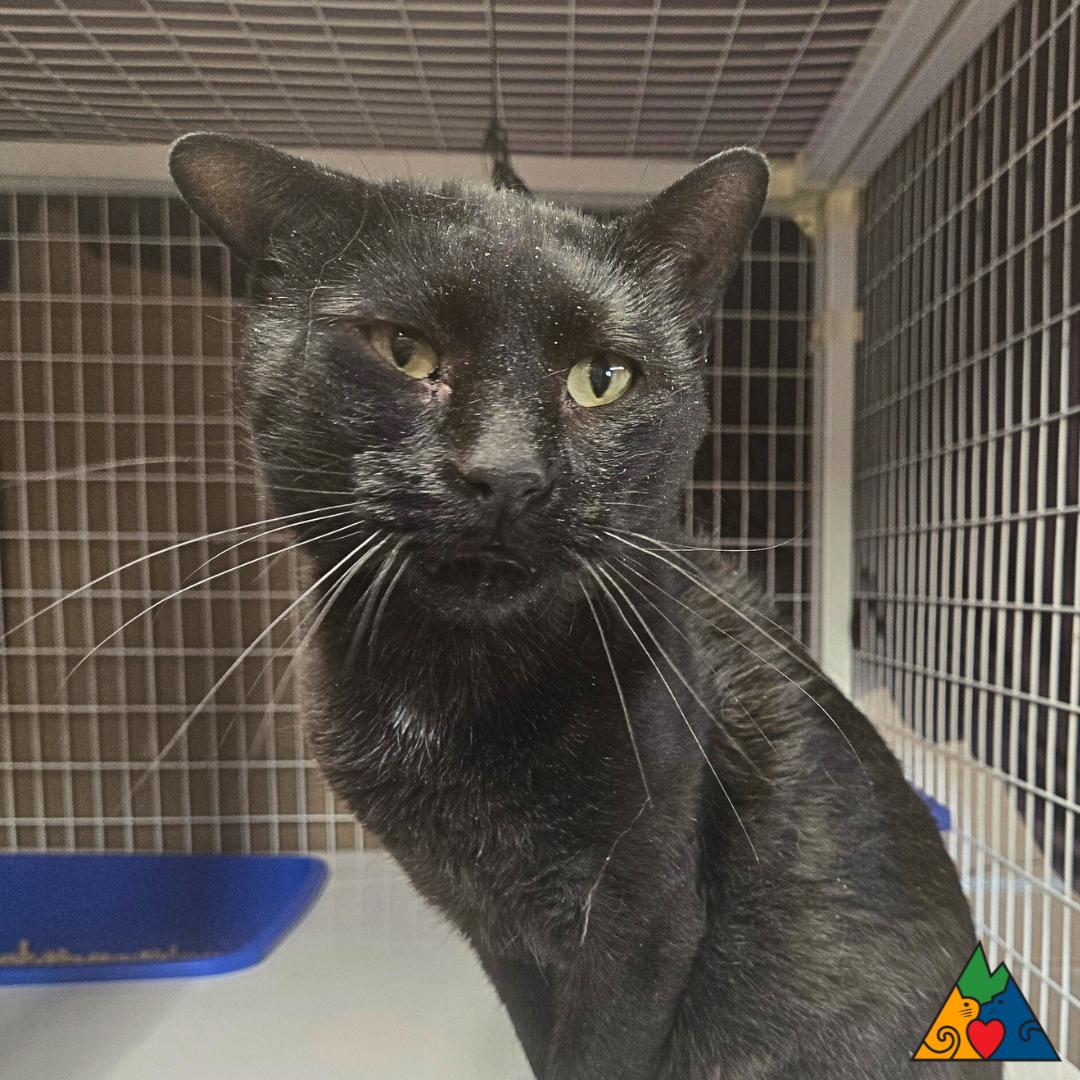 Enlarge Peeta, a ADOPTABLE Domestic Short Hair in Douglas, WY image 1/2