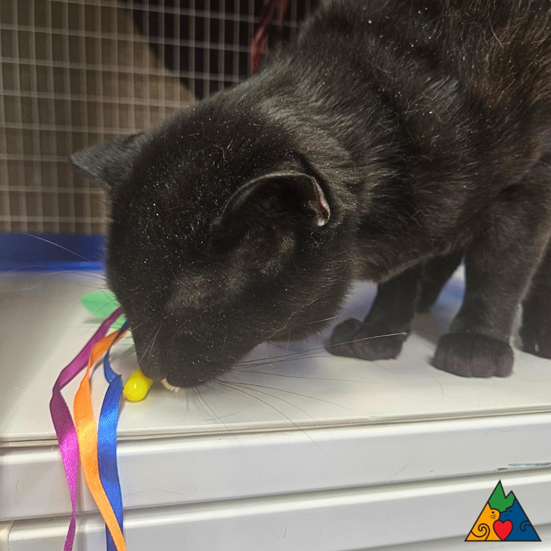 Enlarge Peeta, a ADOPTABLE Domestic Short Hair in Douglas, WY image 2/2