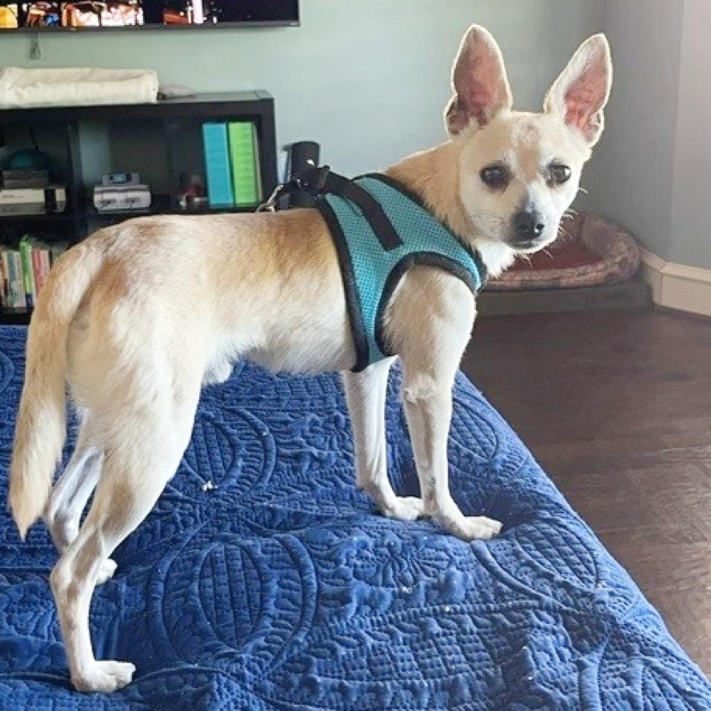 Enlarge Dex, a Adoptable mixed breed in Flower Mound, TX image 2/5
