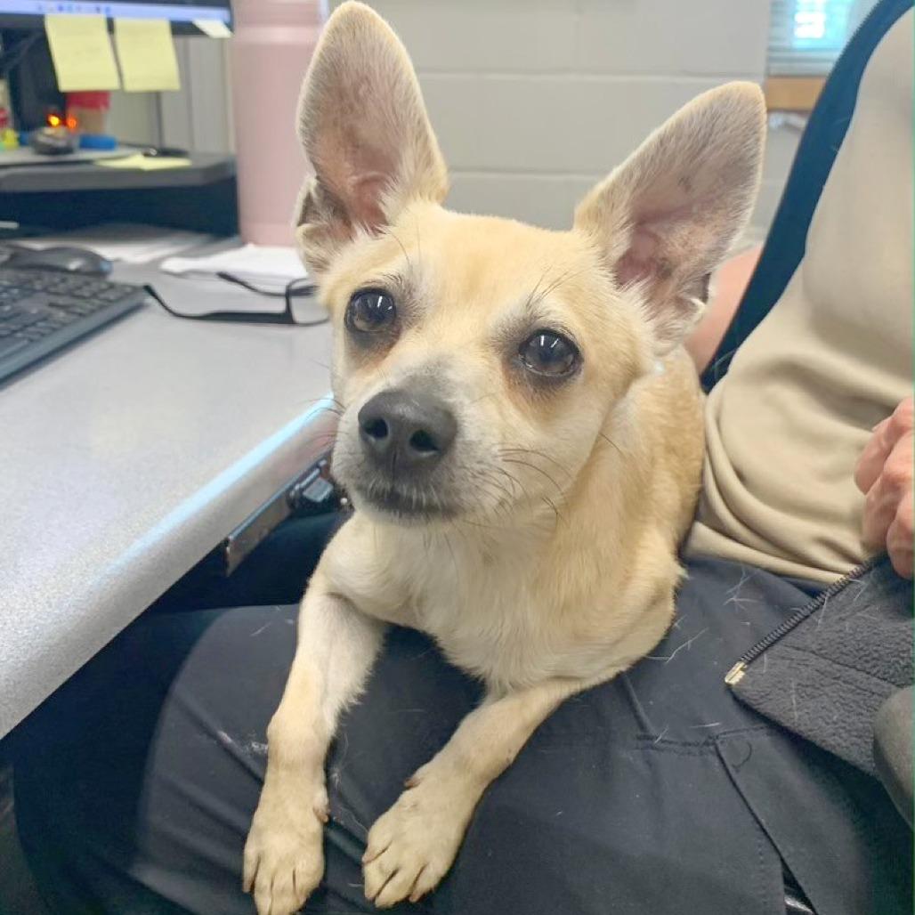 Enlarge Dex, a Adoptable mixed breed in Flower Mound, TX image 5/5