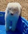 Enlarge Casper, a ADOPTABLE Aussiedoodle in Sudbury, MA image 2/4