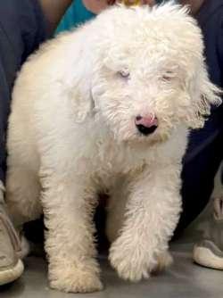 Casper, ADOPTABLE, Puppy Male Aussiedoodle.