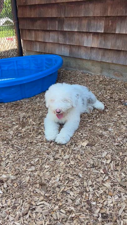 Enlarge Casper, a ADOPTABLE Aussiedoodle in Sudbury, MA video 4/4