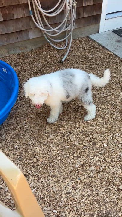 Enlarge Casper, a ADOPTABLE Aussiedoodle in Sudbury, MA video 3/4