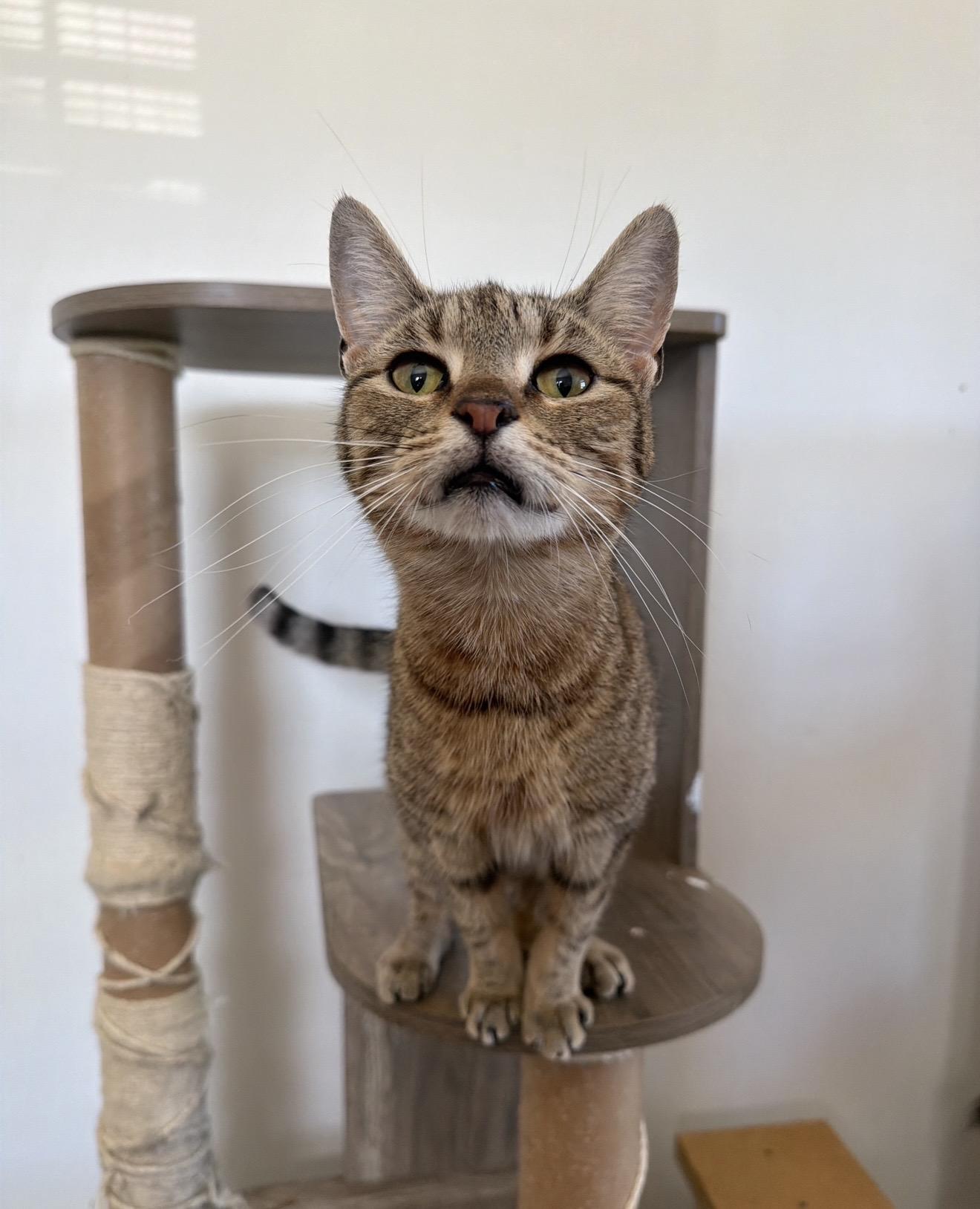 MINNIE, ADOPTABLE, Young Female Tabby.