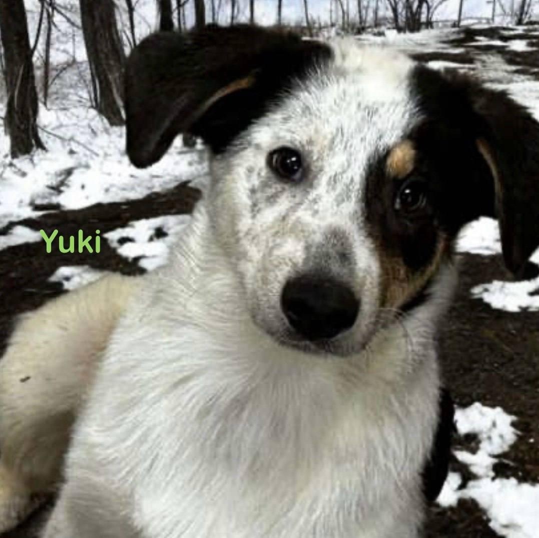 Enlarge Yuki, a ADOPTABLE mixed breed in Archbold , OH image 1/1
