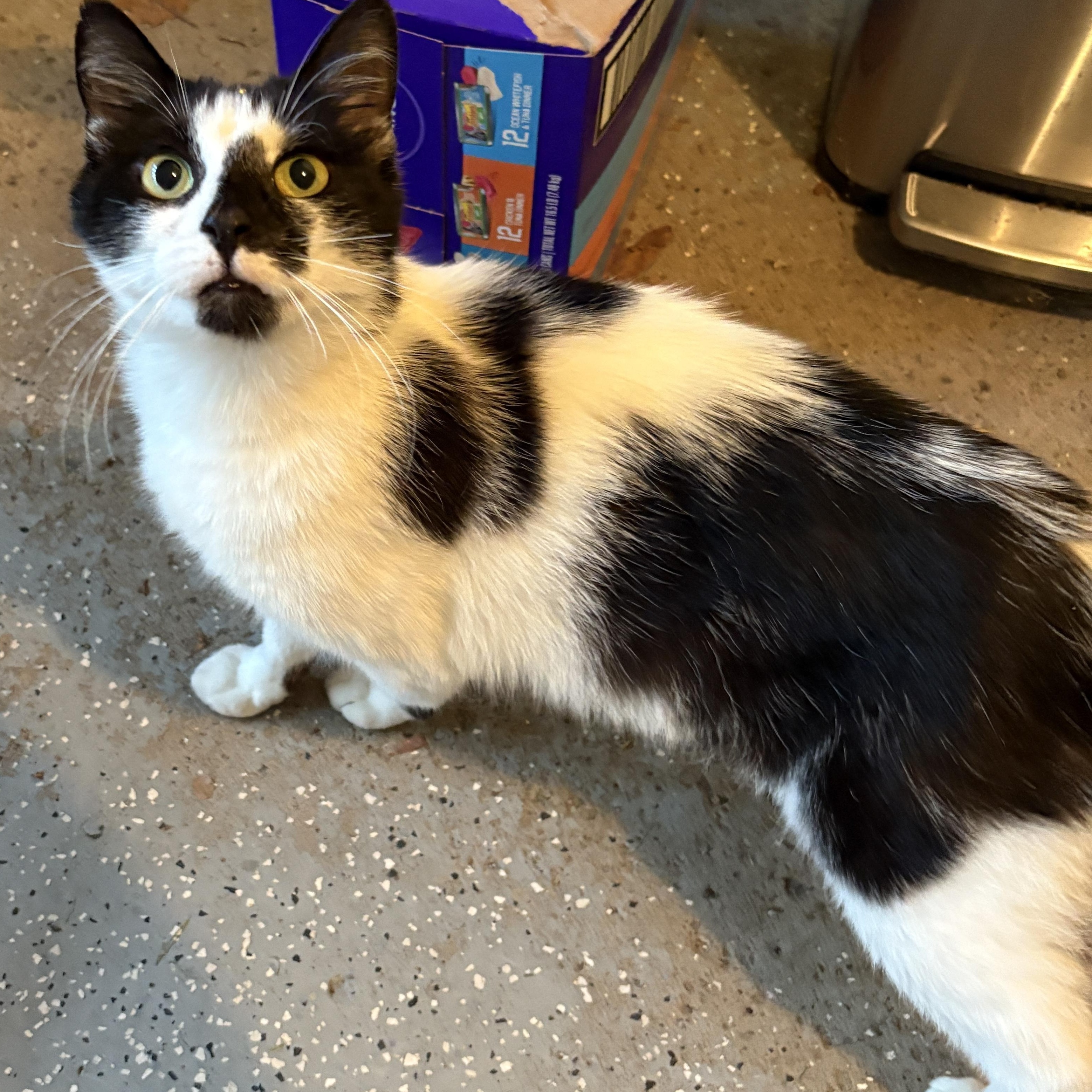 Penelope, a Adoptable American Shorthair in Scranton, PA image 2/4
