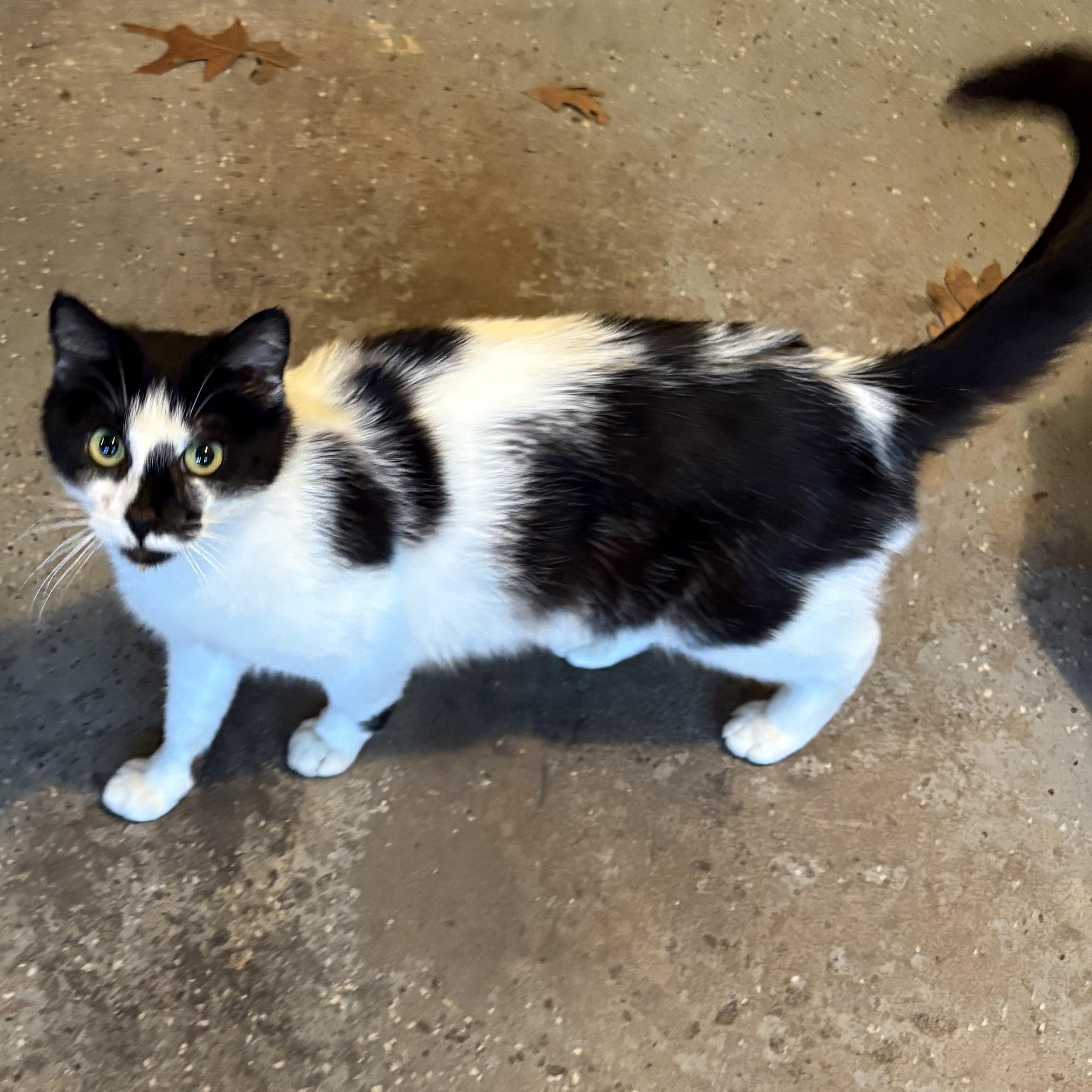 Penelope, a Adoptable American Shorthair in Scranton, PA image 4/4