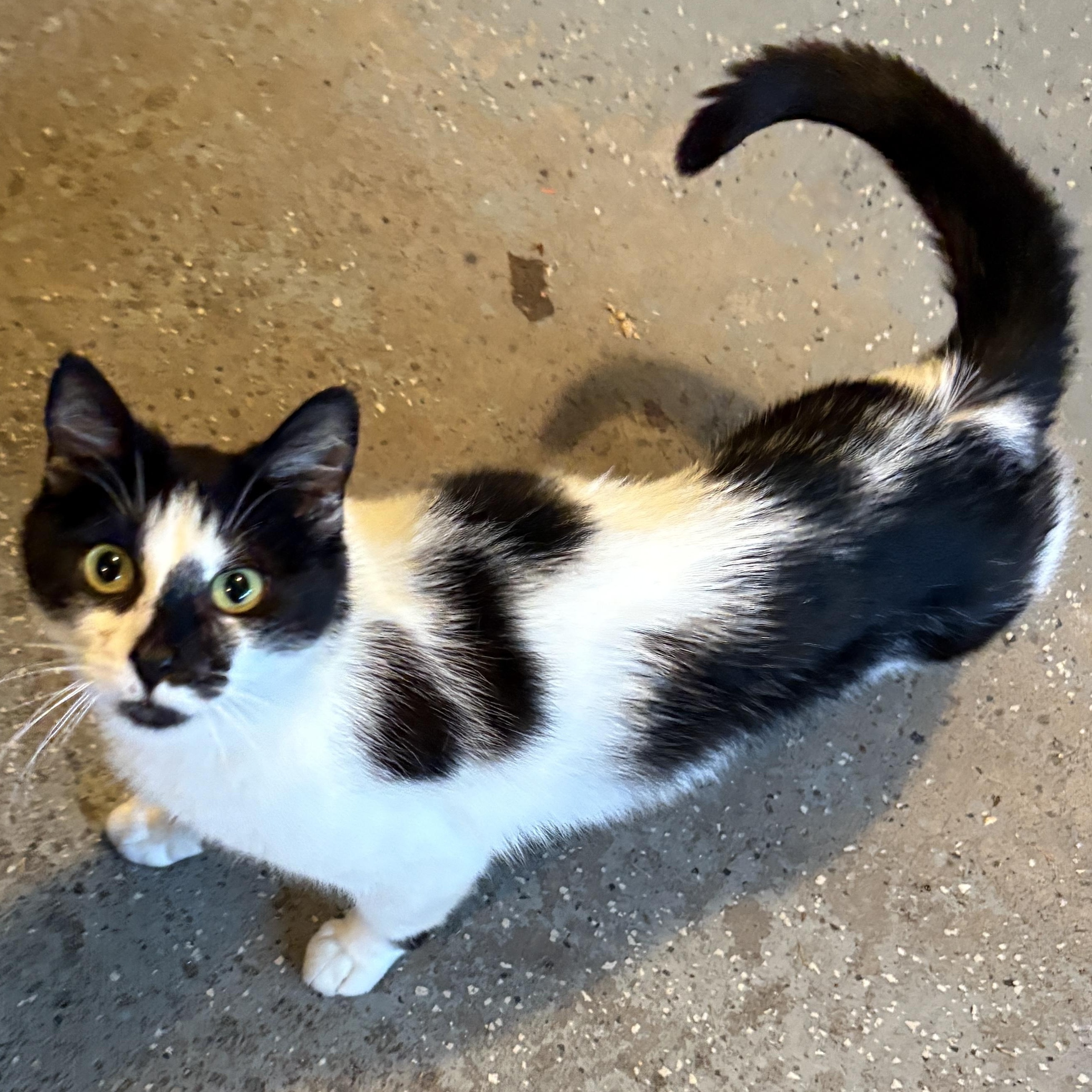 Penelope, Adoptable, Young Female American Shorthair.