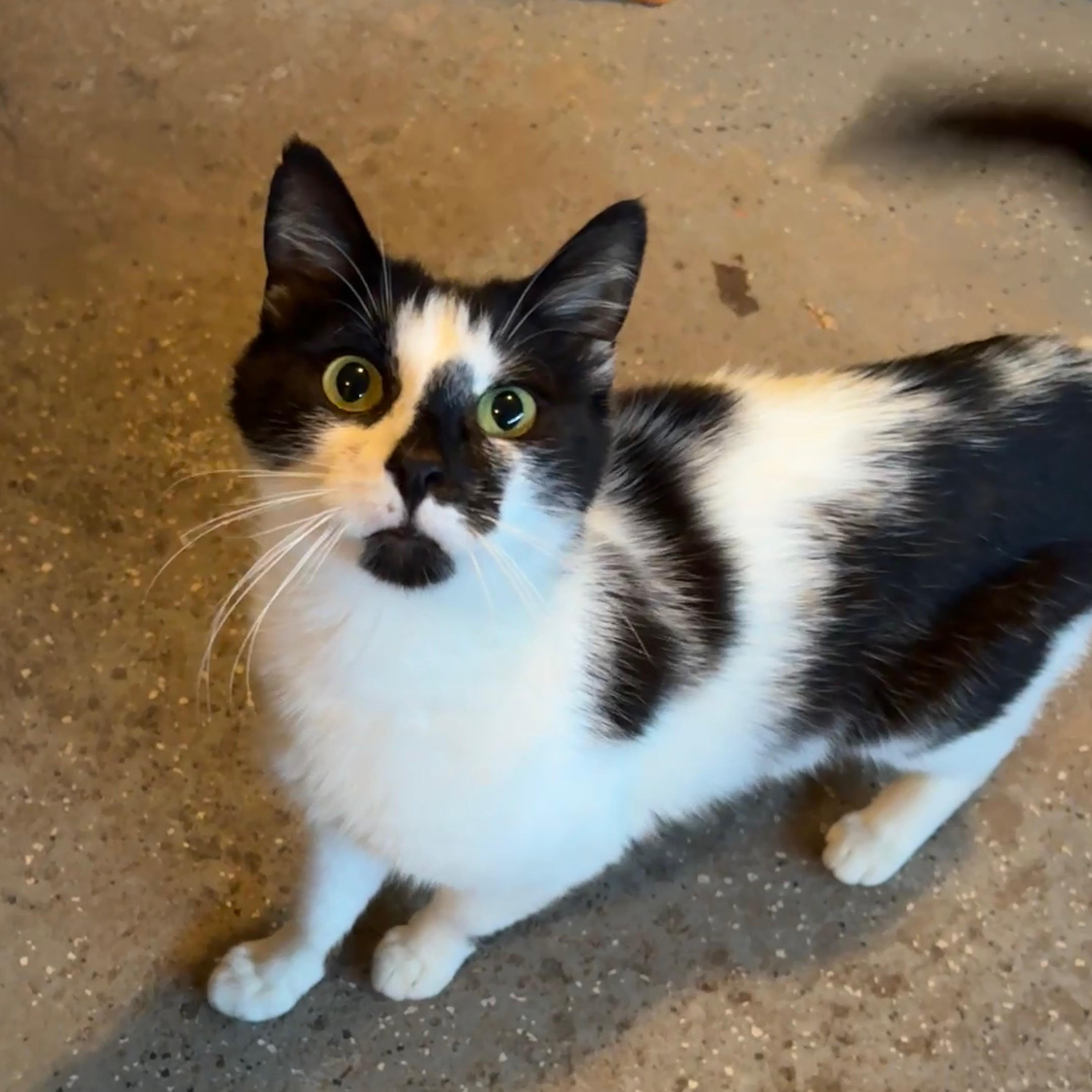 Penelope, a Adoptable American Shorthair in Scranton, PA image 3/4