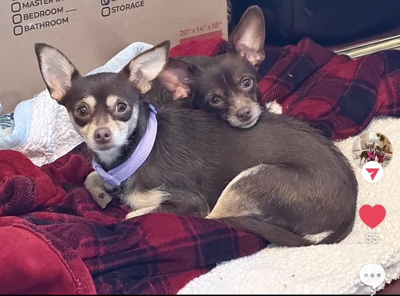 Enlarge Penny & Piper, a ADOPTABLE mixed breed in Irving, TX image 4/4