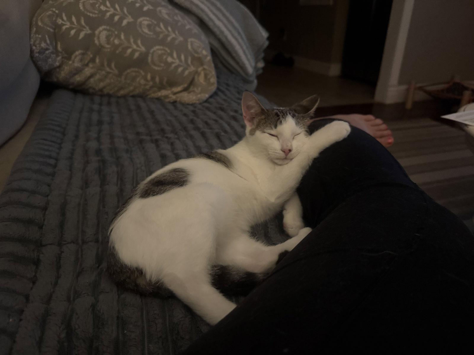 Snickerdoodle, Adoptable, Kitten Male Domestic Short Hair.