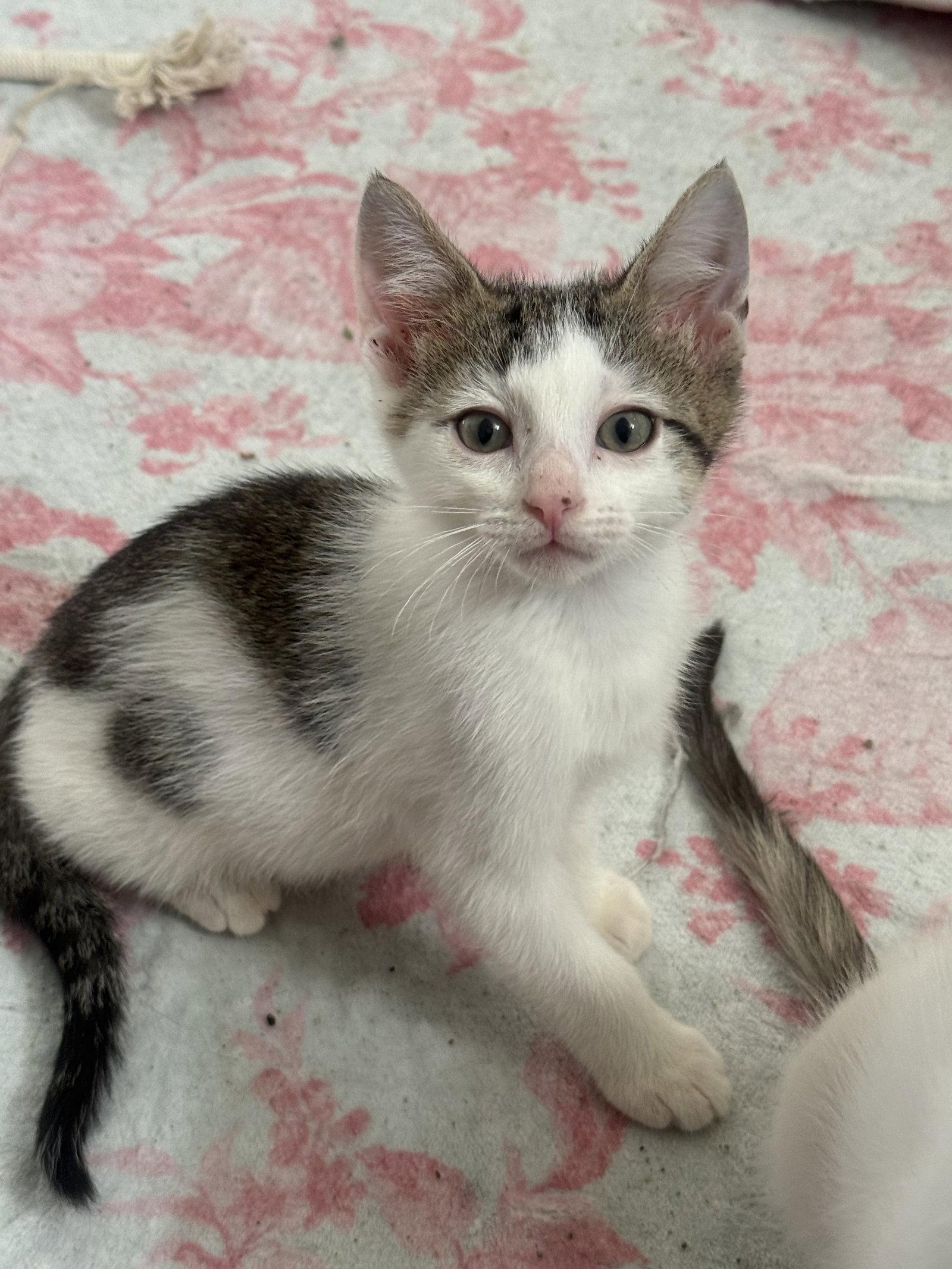 Snickerdoodle, Adoptable, Kitten Male Domestic Short Hair.
