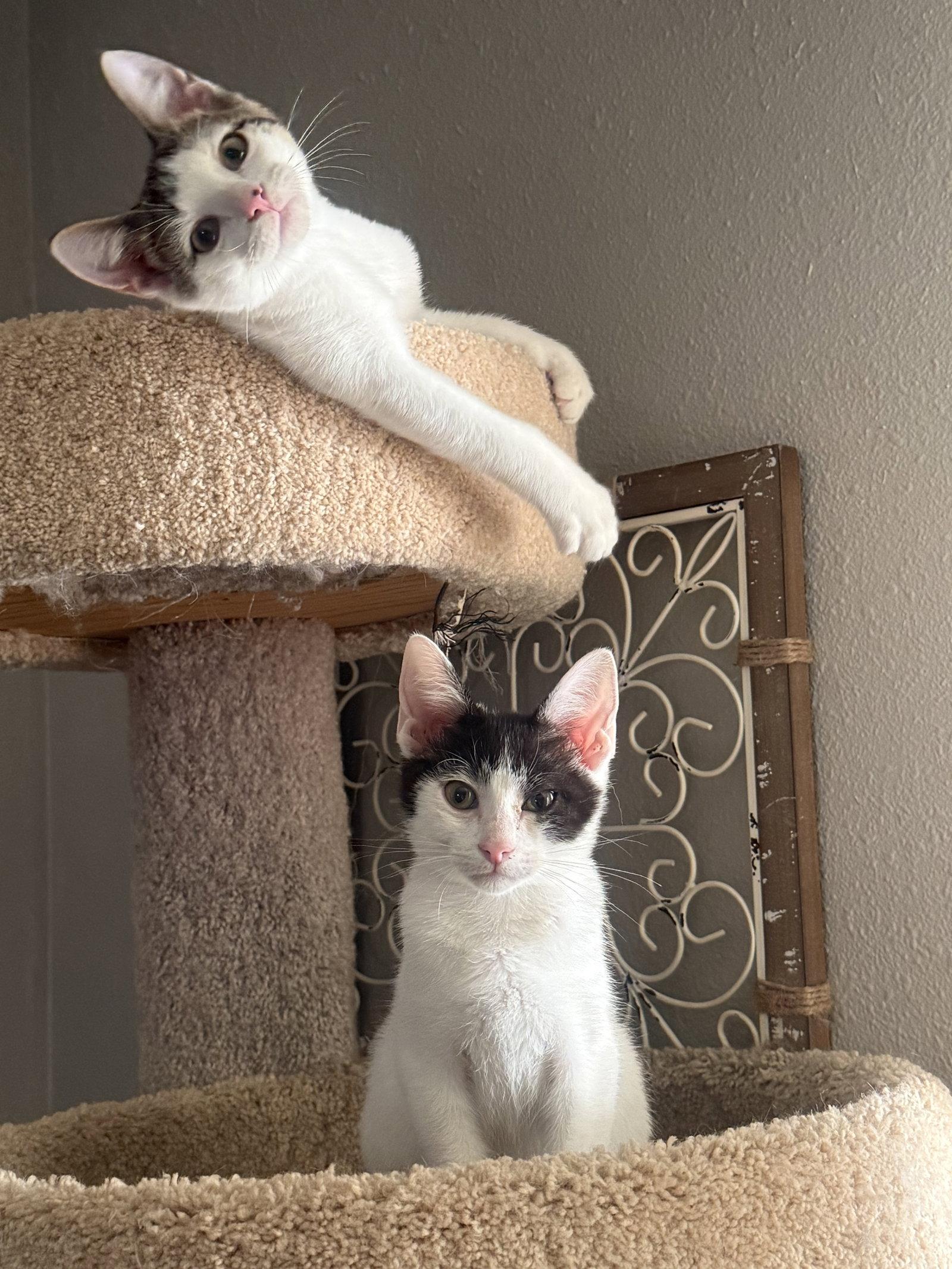 Enlarge Snickerdoodle, a Adoptable Domestic Short Hair in Fenton, MO image 3/3