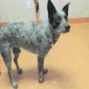 example pup 1, Adoptable, Adult Male Australian Cattle Dog / Blue Heeler.